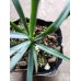 画像2: ユッカ ロストラータ Yucca rostrata (2)