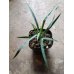 画像1: ユッカ ロストラータ Yucca rostrata (1)