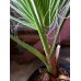 画像3: ワシントンヤシ　　Washingtonia filifera (3)