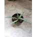画像1: ユッカ カルネロサーナ Yucca carnerosana (1)