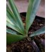 画像3: ユッカ　リギダ Yucca rigida (3)