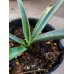画像2: ユッカ カルネロサーナ Yucca carnerosana (2)