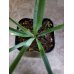画像2: ユッカ　リギダ Yucca rigida (2)