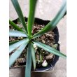 画像2: ユッカ ロストラータ Yucca rostrata (2)