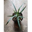 画像1: ユッカ ロストラータ Yucca rostrata (1)