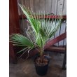 画像1: ワシントンヤシ　　Washingtonia filifera (1)